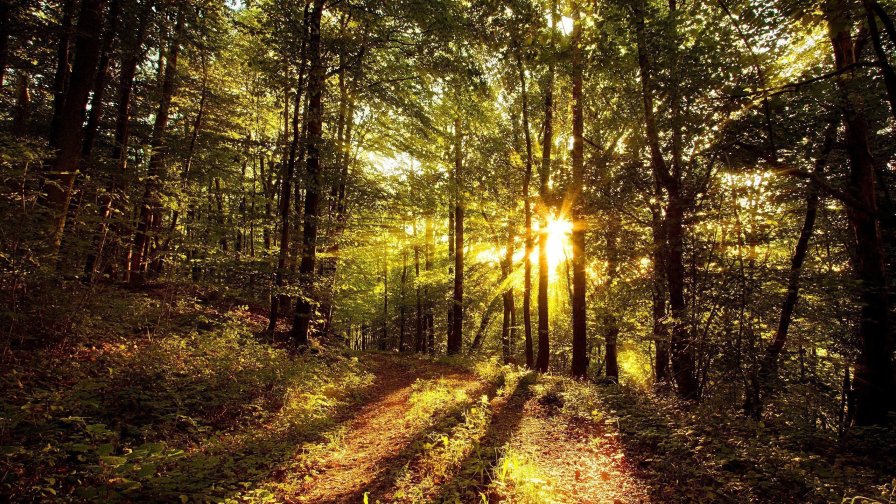 Beautiful Autumn Forest and Sunrays