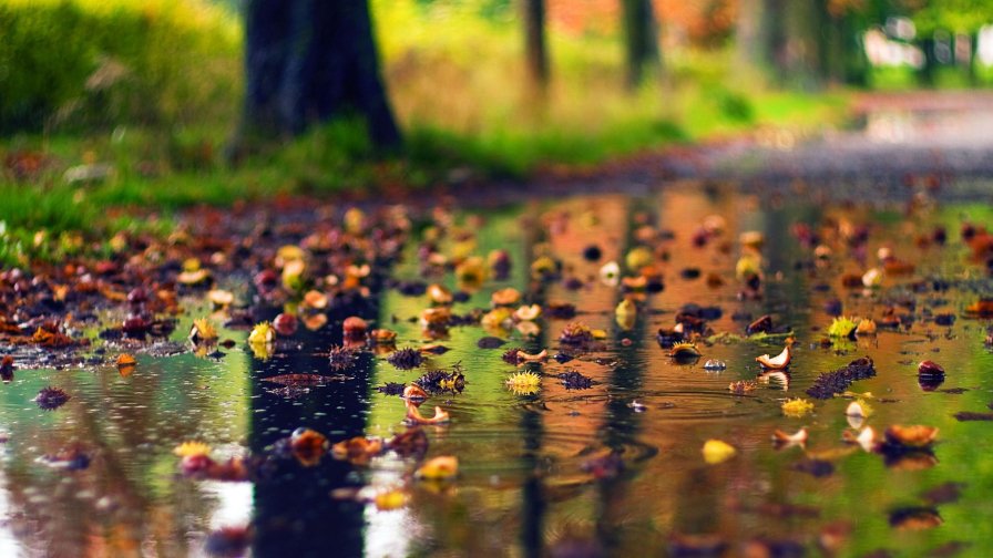 Beautiful Autumn Rain in Garden