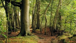 Beautiful Beech Forest