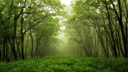 Beautiful Big Forest and Fog