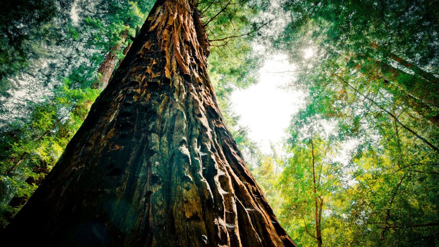 Beautiful Big Old Tree in Green Forest