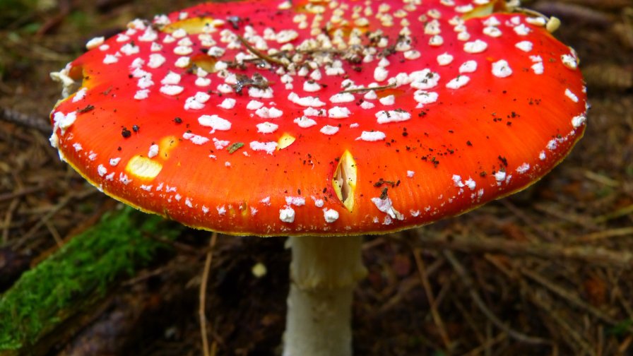 Beautiful Big Red Mushroom and Green Grass