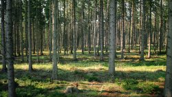 Beautiful Big Spring Forest and Green Grass