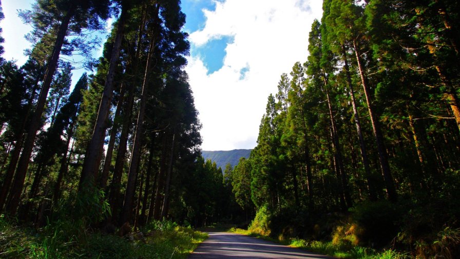 Beautiful Big Trees in the Green Forest and Road