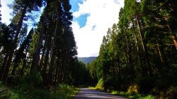 Beautiful Big Trees in the Green Forest and Road