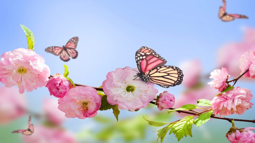 Beautiful Butterflies on the Flowers