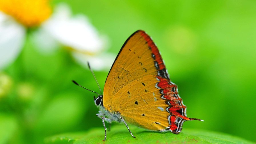 Beautiful Butterfly on the Green Leaf Close Up