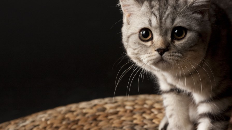 Beautiful Cat with Big Eyes