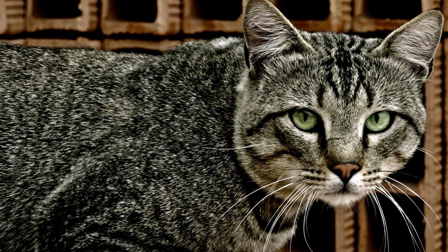 Beautiful Cat with Green Eyes