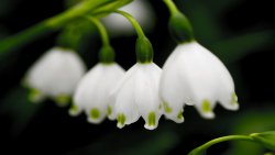 Beautiful Convallaria Close Up