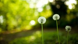 Beautiful Dandelions on the Green Field