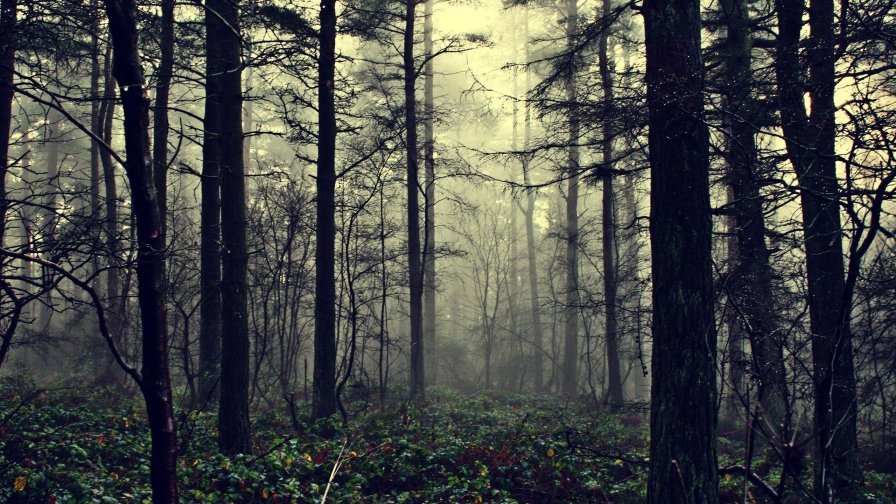 Beautiful Dark Forest and Green Grass