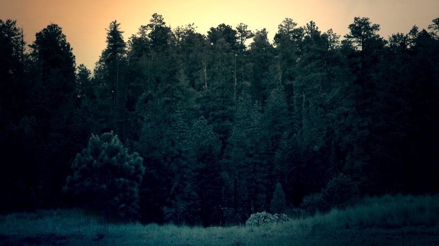 Beautiful Dark Forest at Sunset