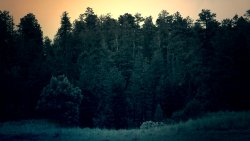 Beautiful Dark Forest at Sunset