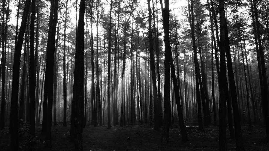 Beautiful Darkness Forest and Sunrays