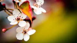 Beautiful Flowers on the Tree