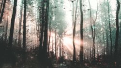 Beautiful Foggy Forest and Sunlight