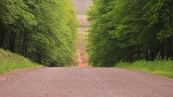 Beautiful Forest Road