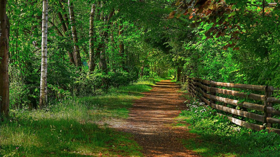 Beautiful Forest and Path