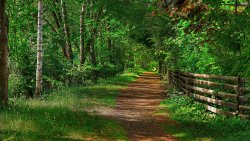 Beautiful Forest and Path