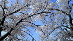 Beautiful Frosty Trees and Clear Winter Sky