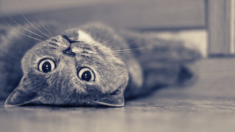 Beautiful Gray Cat on the Floor