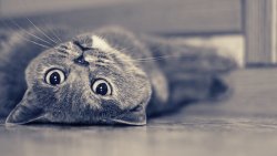 Beautiful Gray Cat on the Floor