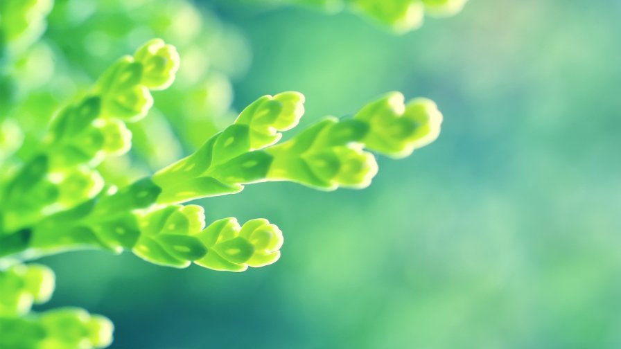 Beautiful Green Buds on the Branch