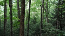 Beautiful Green Dense Forest