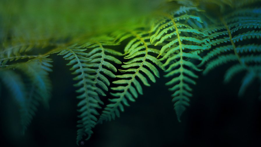 Beautiful Green Fern and Light