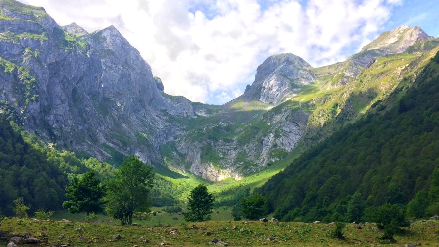 Beautiful Green Field and Forest in Mountain Valley