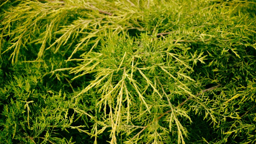 Beautiful Green Fir Tree Close Up