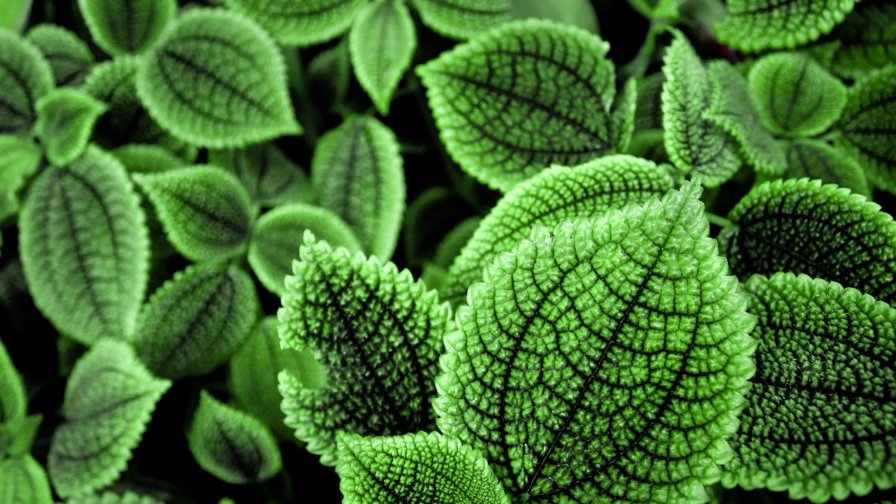 Beautiful Green Foliage Close Up