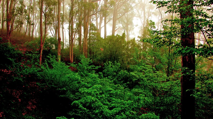 Beautiful Green Forest