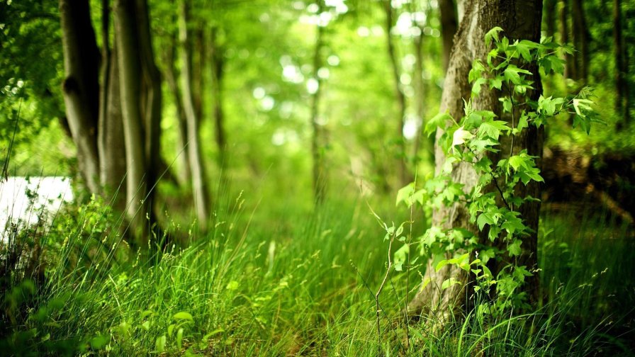 Beautiful Green Forest Leaves on the Trees and Grass