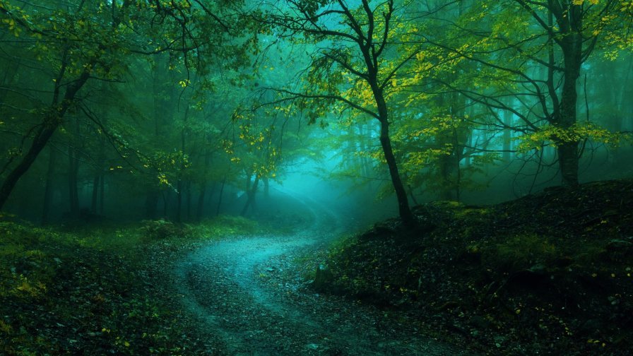 Beautiful Green Forest and Fog