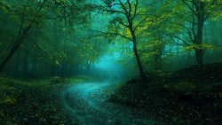 Beautiful Green Forest and Fog
