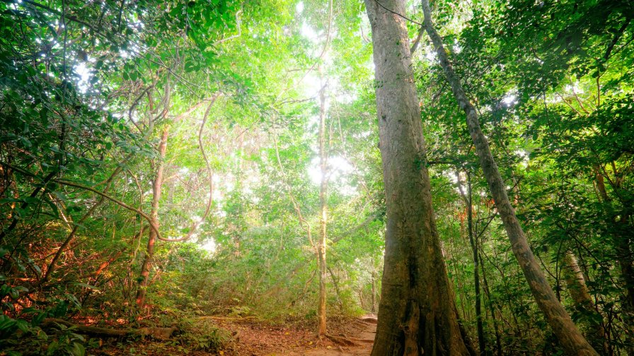 Beautiful Green Forest and Sunlight