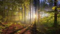 Beautiful Green Forest and Sunrays