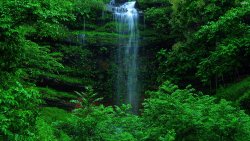 Beautiful Green Forest and Waterfall