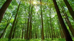 Beautiful Green Forest with Old Trees