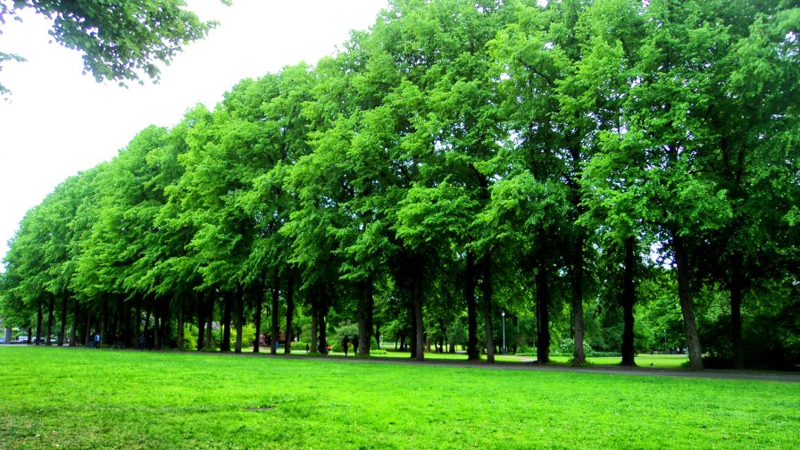 Beautiful Green Garden in Big City