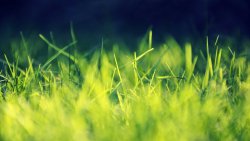 Beautiful Green Grass Macro