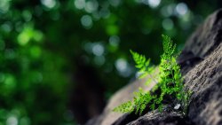 Beautiful Green Grass in the Tree