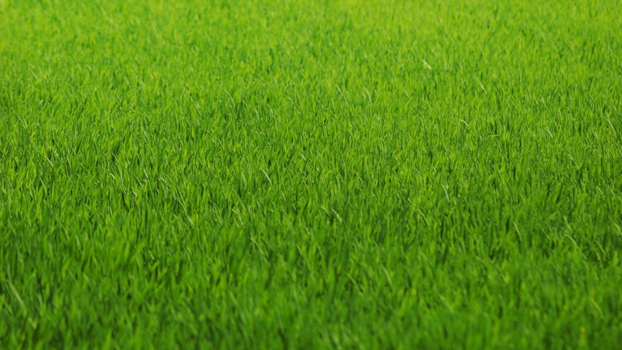 Beautiful Green Grass on Meadow