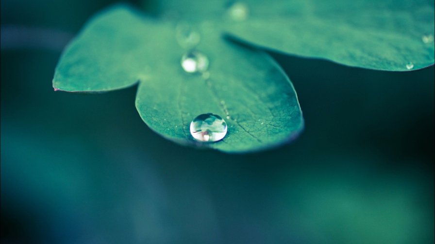 Beautiful Green Leaf and Water Drop Macro