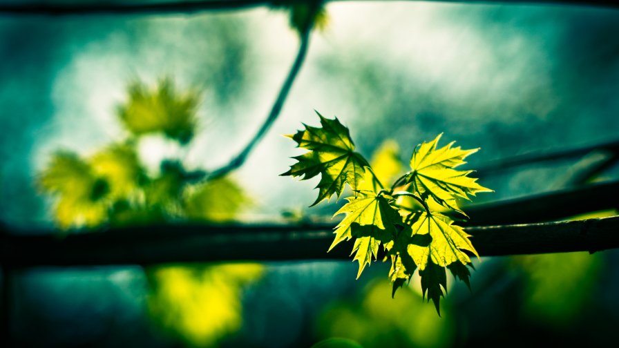 Beautiful Green Leaves on the Branch Close Up