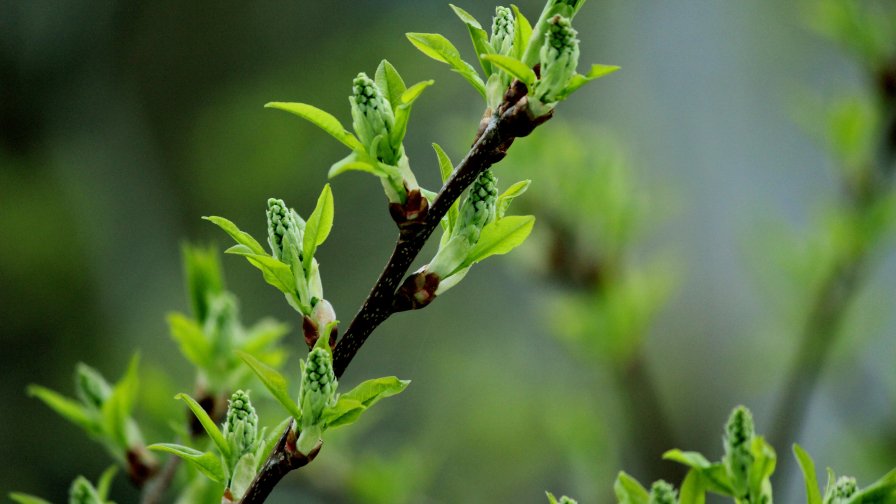 Beautiful Green Leaves on the Branch Close Up