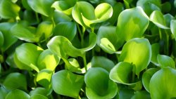 Beautiful Green Leaves on the Field