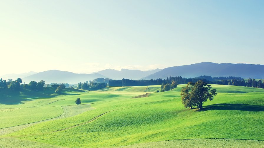 Beautiful Green Meadow and Forest